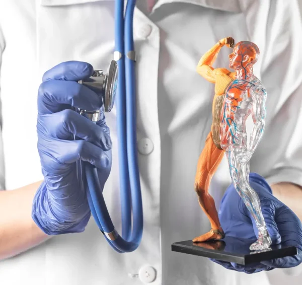 vascular system medical diagram